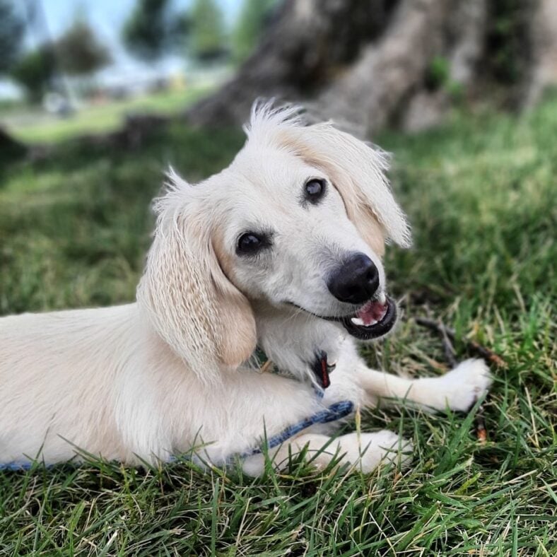 English Cream Dachshunds