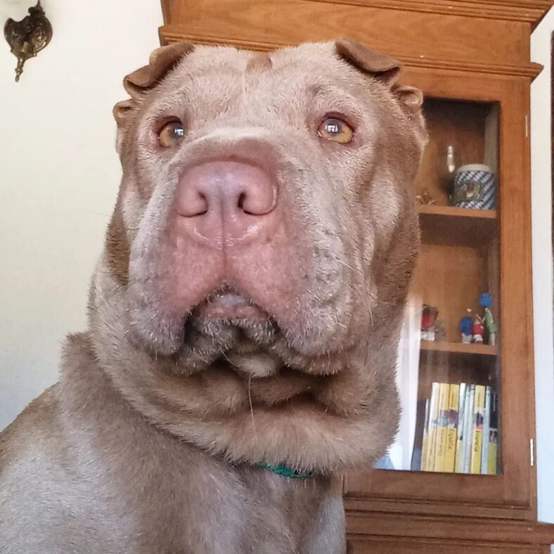 The Pit Pei A Guide to the Shar Pei Pitbull Mix [With Photos] Rocky Kanaka