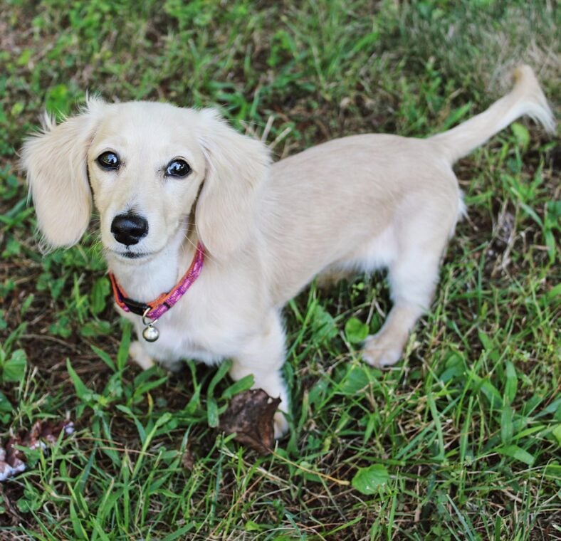 English Cream Dachshunds