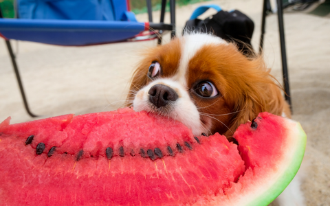 Dogs should not eat watermelon seeds