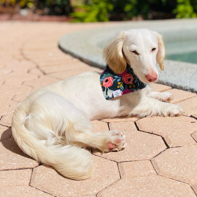 English Cream Dachshunds