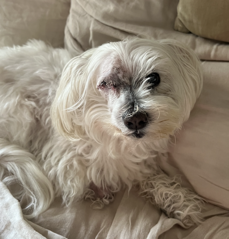 ty, a senior maltipoo who had his eye removed due to a luxating lens