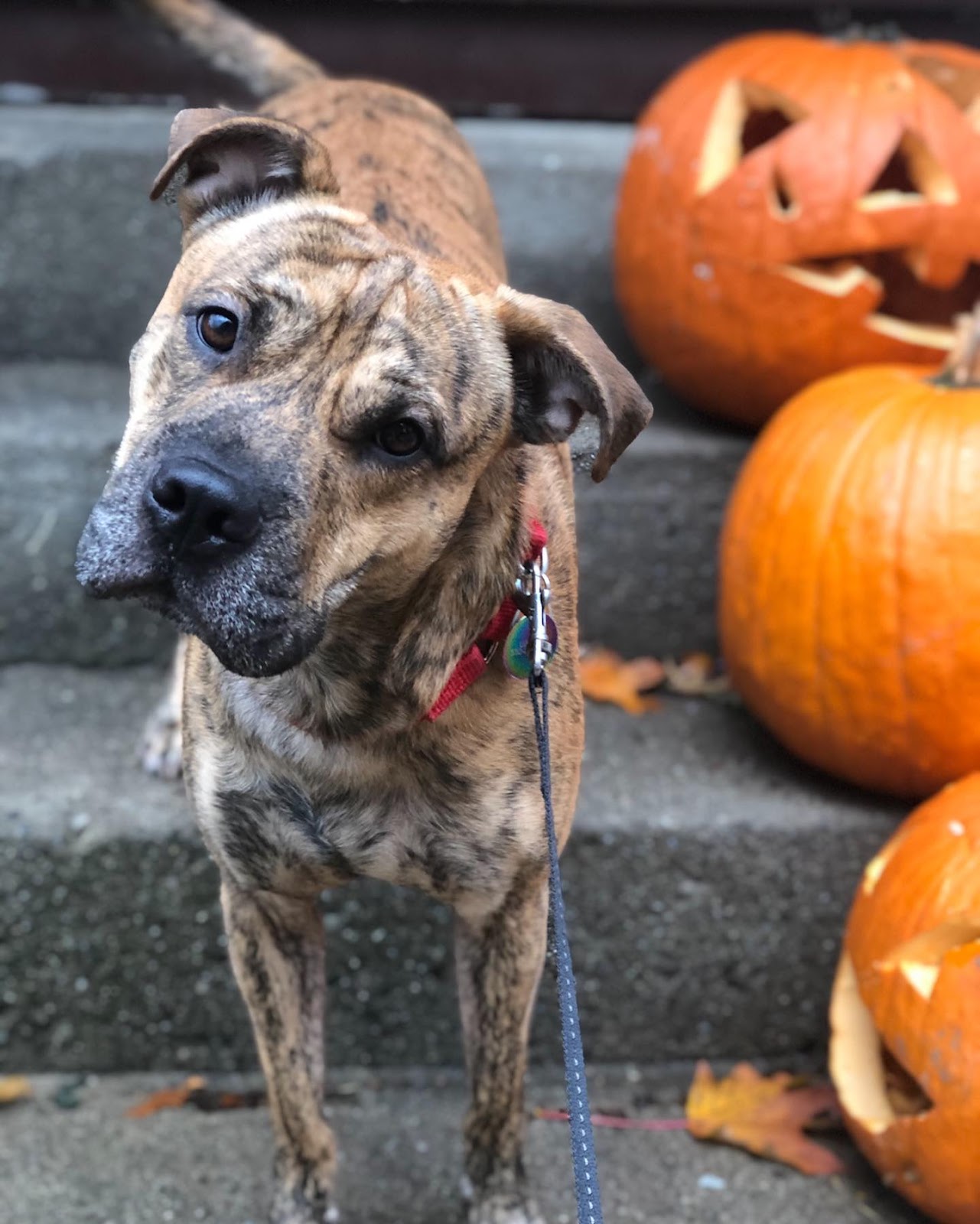 The Pit Pei A Guide to the Shar Pei Pitbull Mix [With Photos] Rocky Kanaka