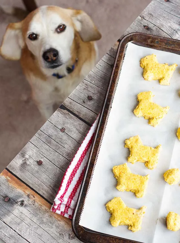 Allergy-Friendly Homemade Dog Food Recipes