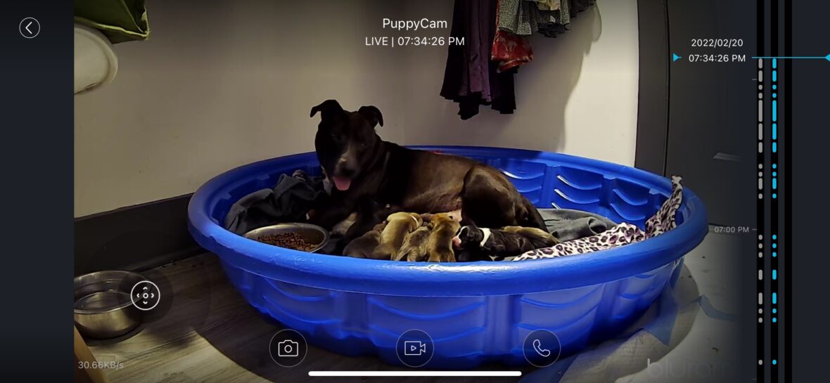 millie with her puppies