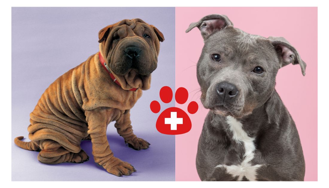 The Pit Pei: A Guide to the Shar Pei Pitbull Mix [With Photos] - Rocky