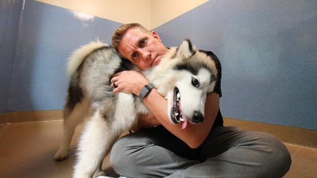 The Alaskan Malamute was returned...