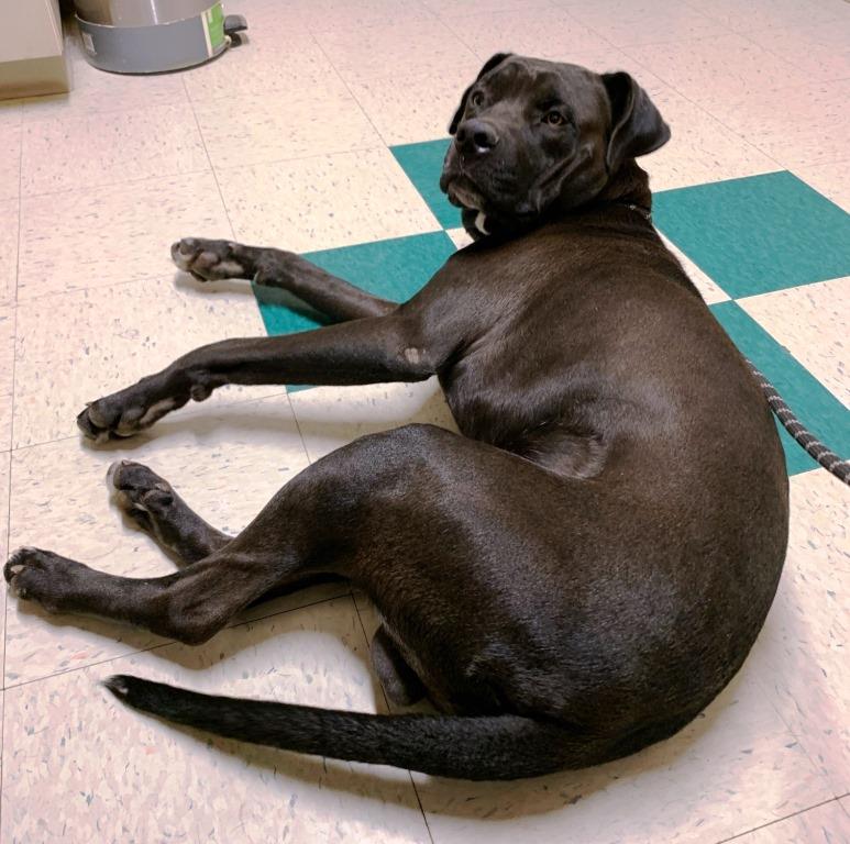 Black Lab Pitbull Mix Size