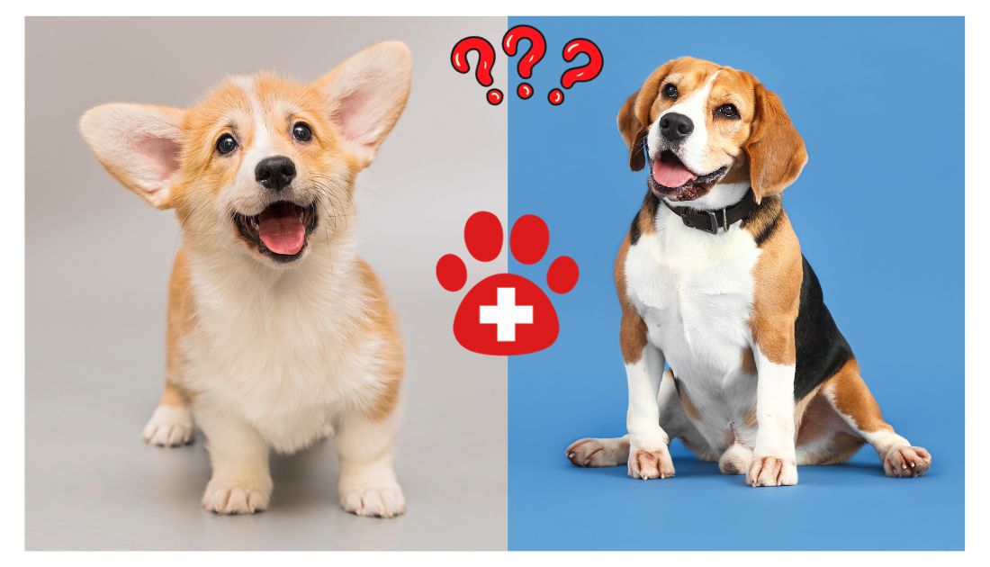 The Beagle Mixed with a Beagi or a Rocky Kanaka