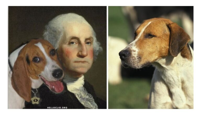 George Washington's Favorite Dog Breed is Now America's Least Popular