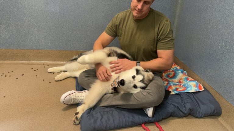 Alaskan Malamute Keeps Getting Returned To The Shelter