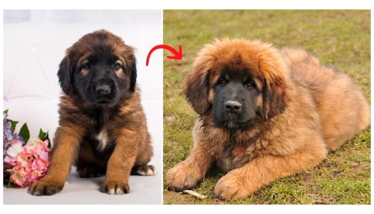 Leonberger Puppies