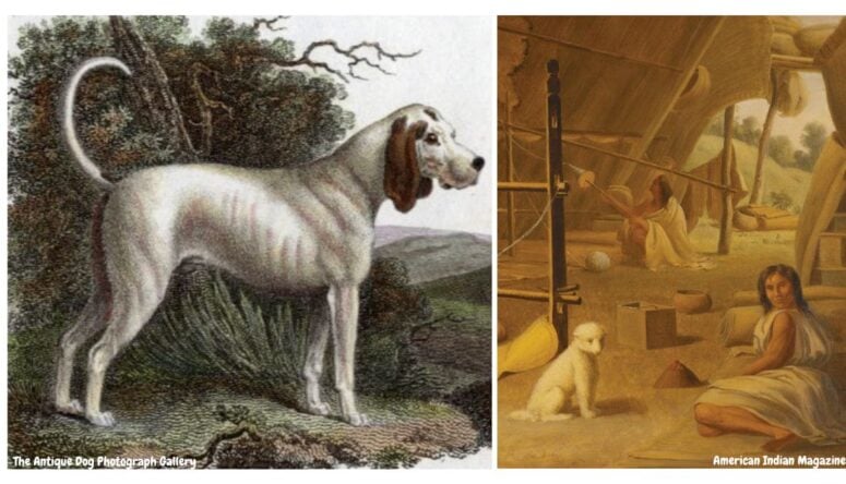 The Mysterious Disappearance Of The World S Oldest Dog Breeds Rocky   Oldest Dog Breed 775x444 