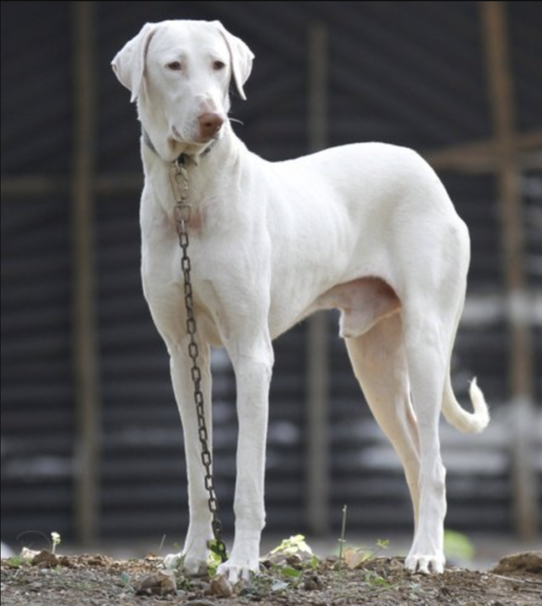 Rare dog breed - Rajapalayam