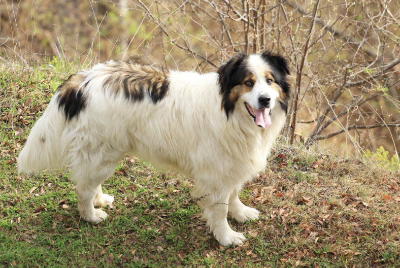Rare dog breed - Tornjak
