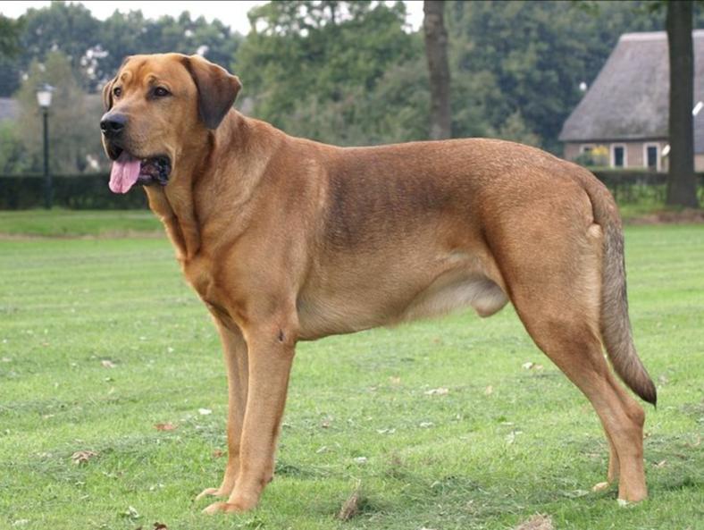 Rare dog breed - Broholmer