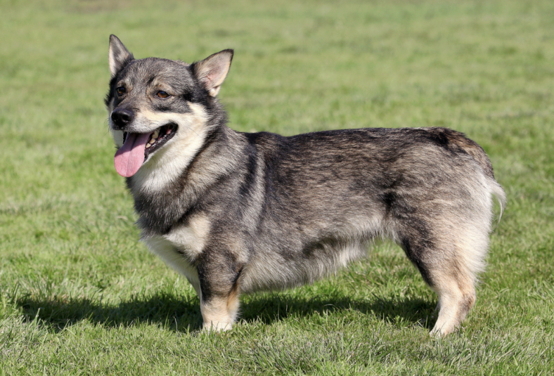 Ultra Rare Dog Breeds - Swedish Vallhund