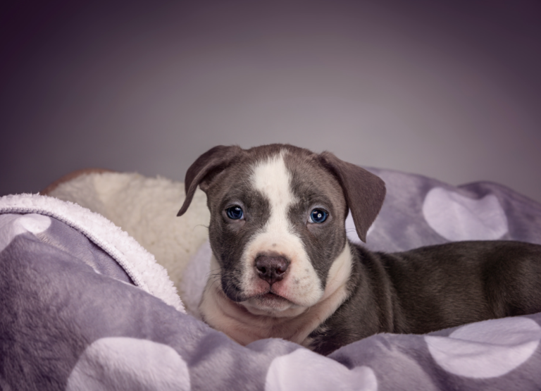 Merle pitbull puppy