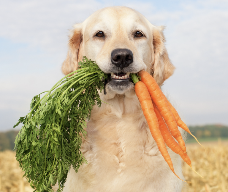 dog has carrot in mouth