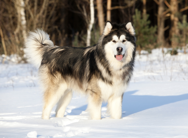 Ancient Dog Breeds - Alaskan Malamut