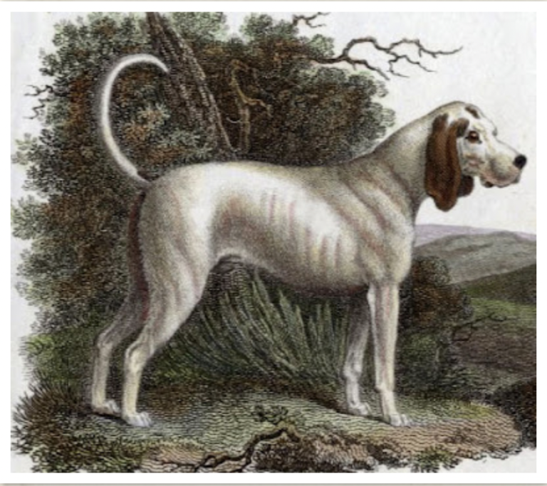 Extinct Dog Breeds - Talbot
