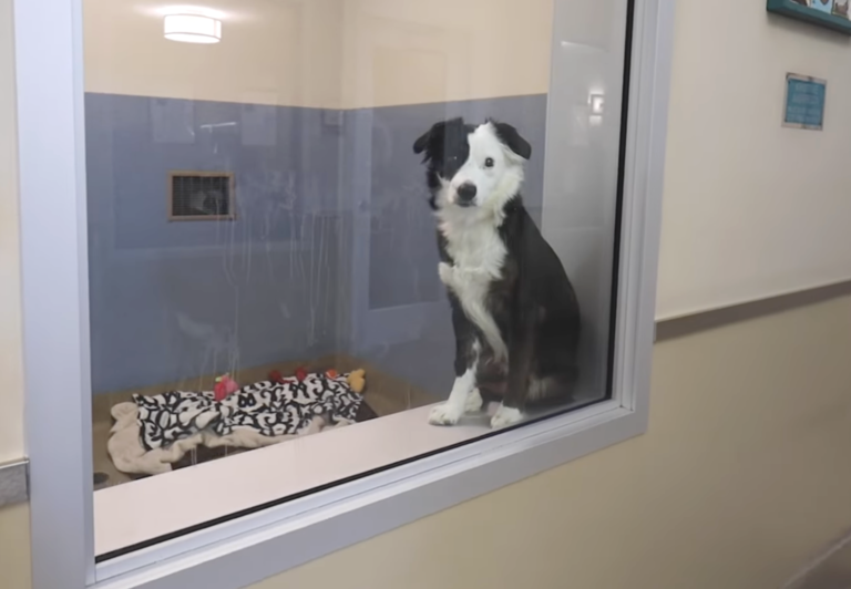 “How Much is That Doggie in the Window?”To A Song That Advocates for Adoption