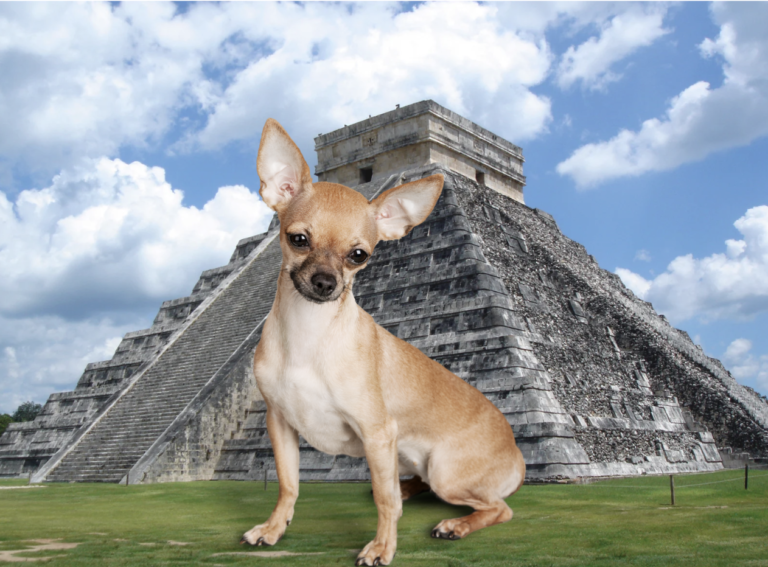 Mexican Dog Breeds - Chihuahua