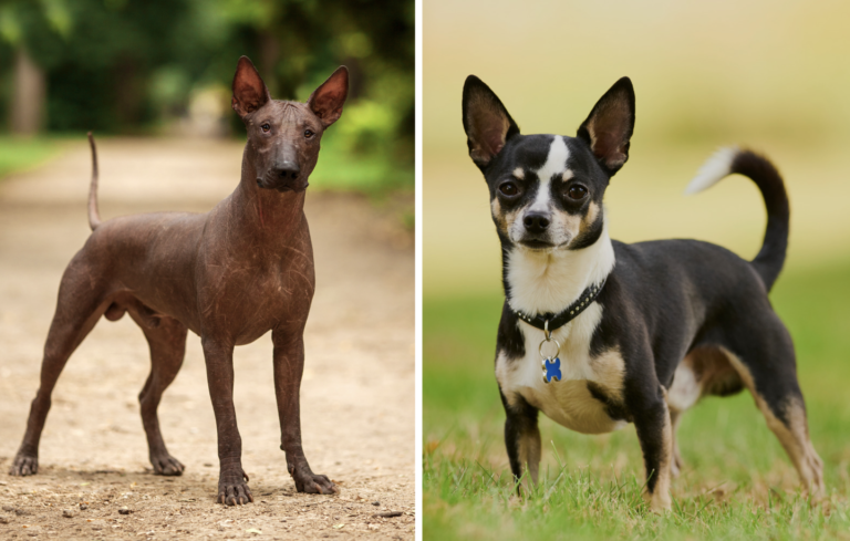 Mexican Dog Breeds 