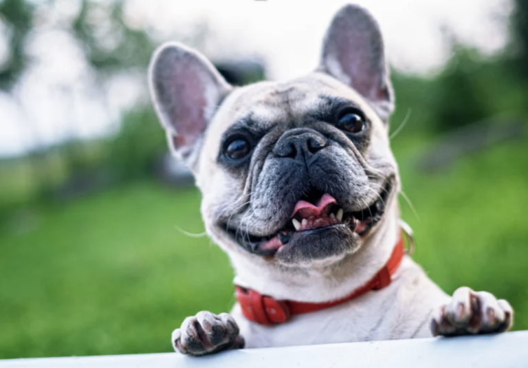 America's Most Popular Dog - French Bulldog