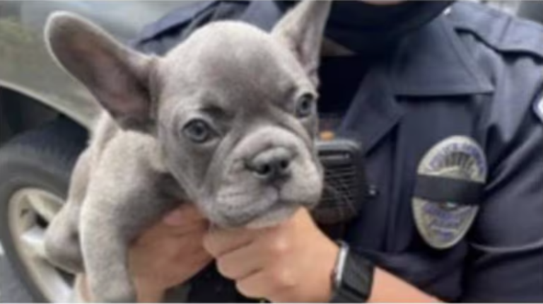 increase in thefts in french bulldog