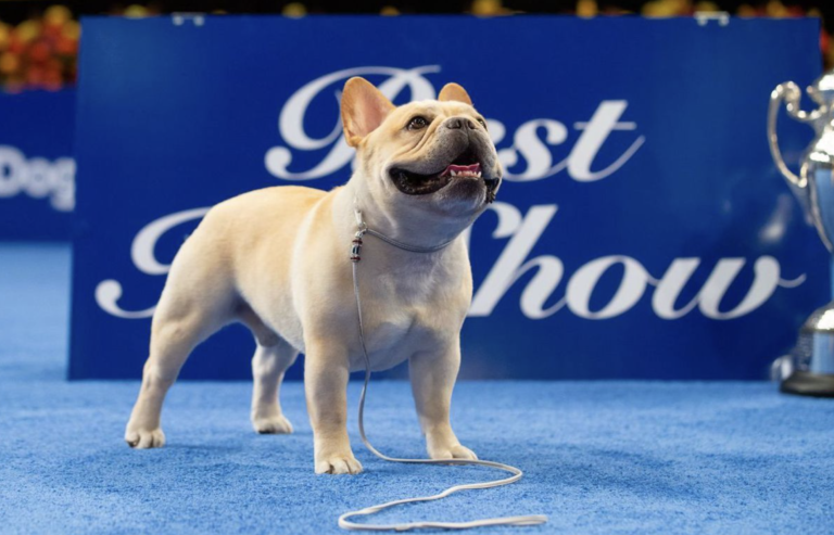 A Frenchie named Winston notably took second place at the Westminster Kennel Club Dog Show