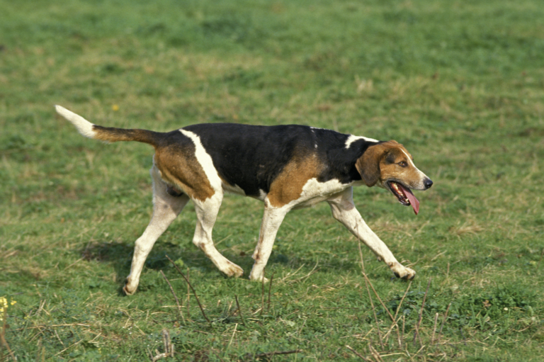 Dog Breeds On The Brink Of Extinction - English Foxhound