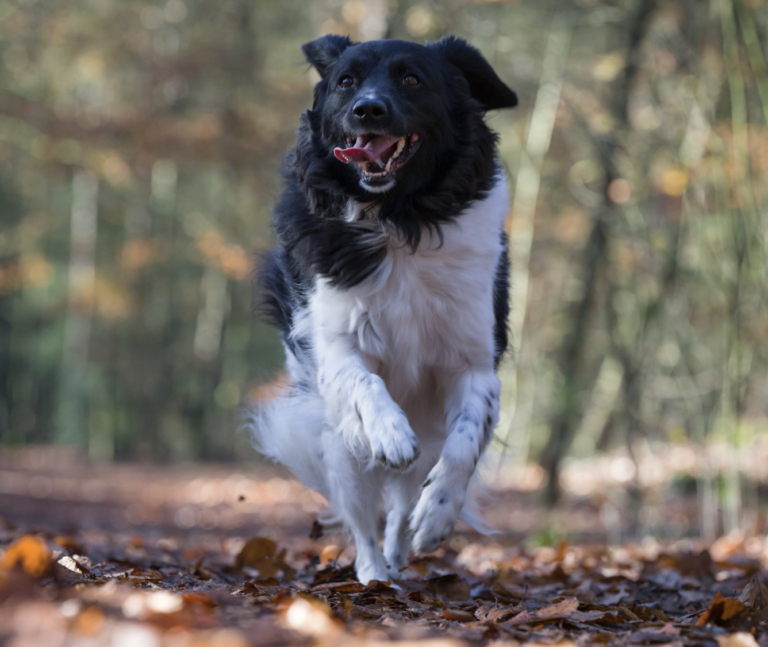 Dog Breeds On The Brink Of Extinction - tabyhoun