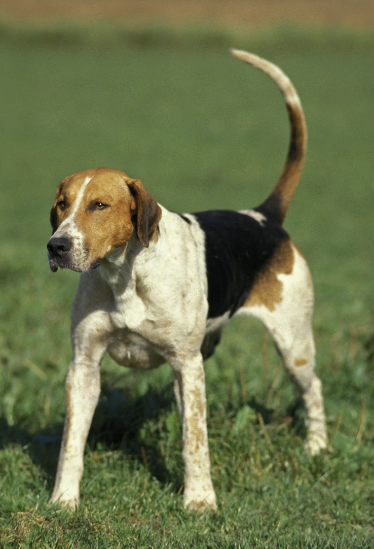 Dog Breeds On The Brink Of Extinction - English Foxhound