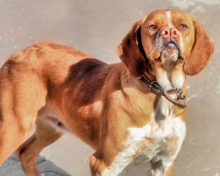 Dog Breeds On The Brink Of Extinction - Catalburun