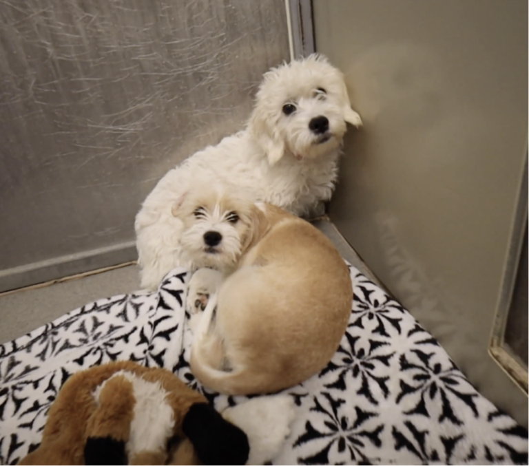 Two shelter dogs huddled together