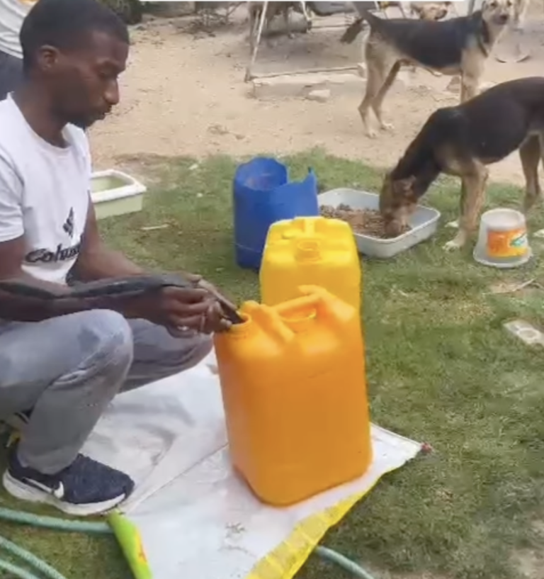 Gaza's Only Animal Shelter Fights to Protect Hundreds of Dogs Amidst War
