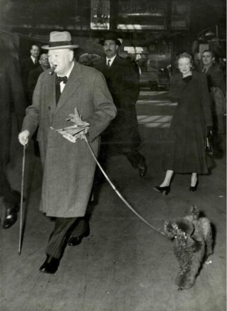 Rufus, Winston Churchill's Poodle