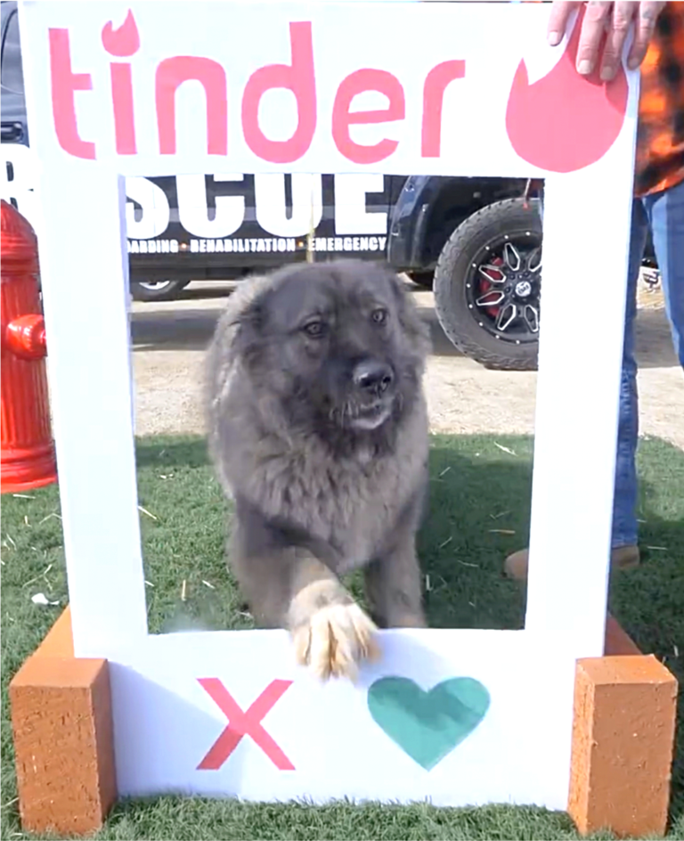 Tinder for dogs