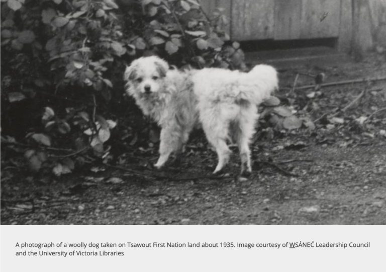 Oldest Dog Breeds - salish wool dog
