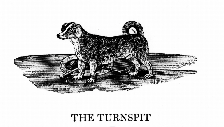 Oldest Dog Breeds - Turnspit