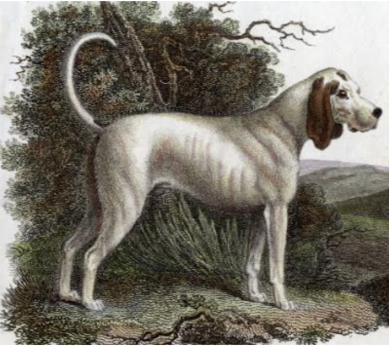 Oldest Dog Breeds - Talbot Hound