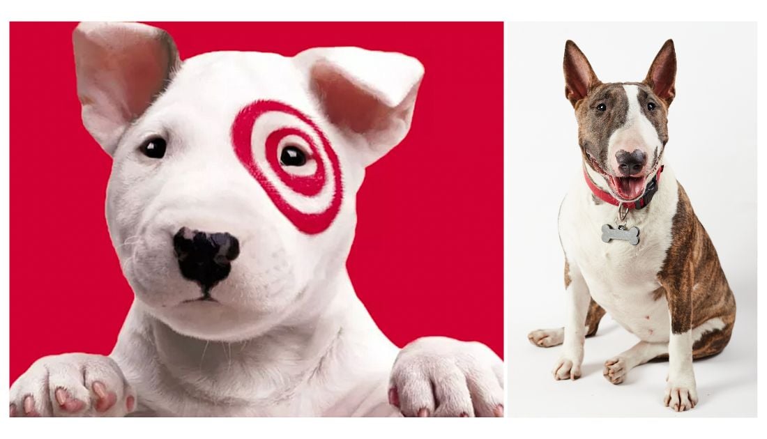 What kind is the target sale dog