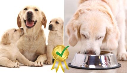 What Is the Best Dog Food for Pregnant and Nursing Dogs According To the Experts?