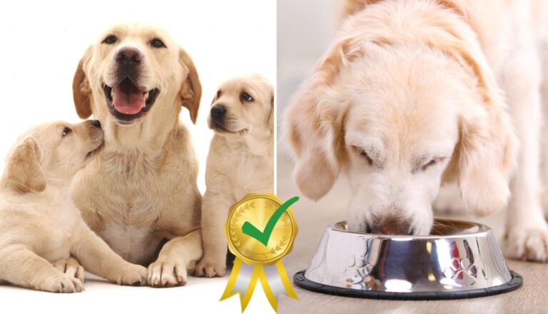 Best Dog Food for Pregnant and Nursing Dogs