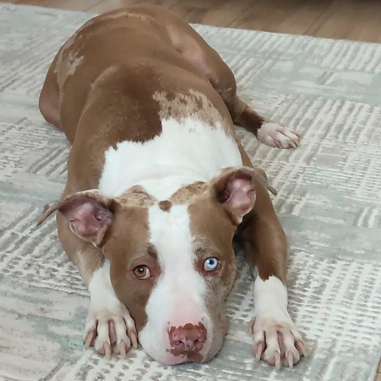 Ice the Red Nose Merle Pitbull