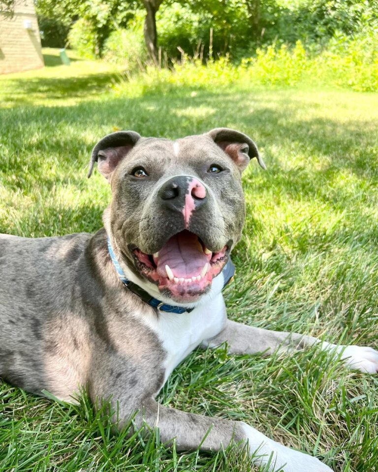 Jasper the Grey & White Merle Pitbull