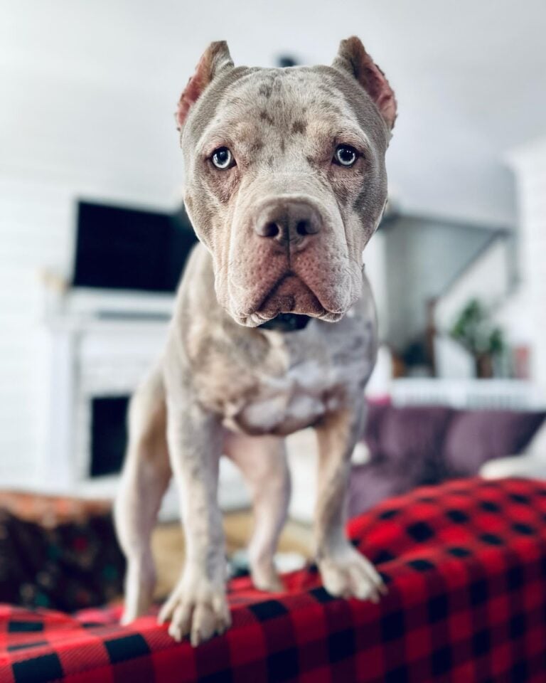 Merle hotsell pitbull puppy