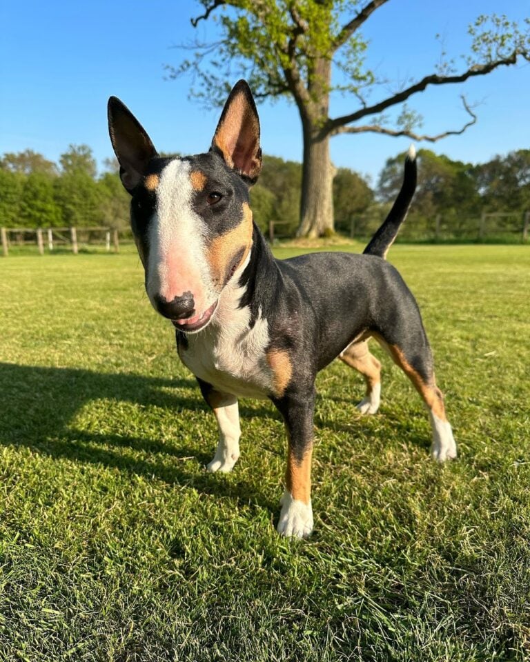 Trixie the English Bull Terrier 