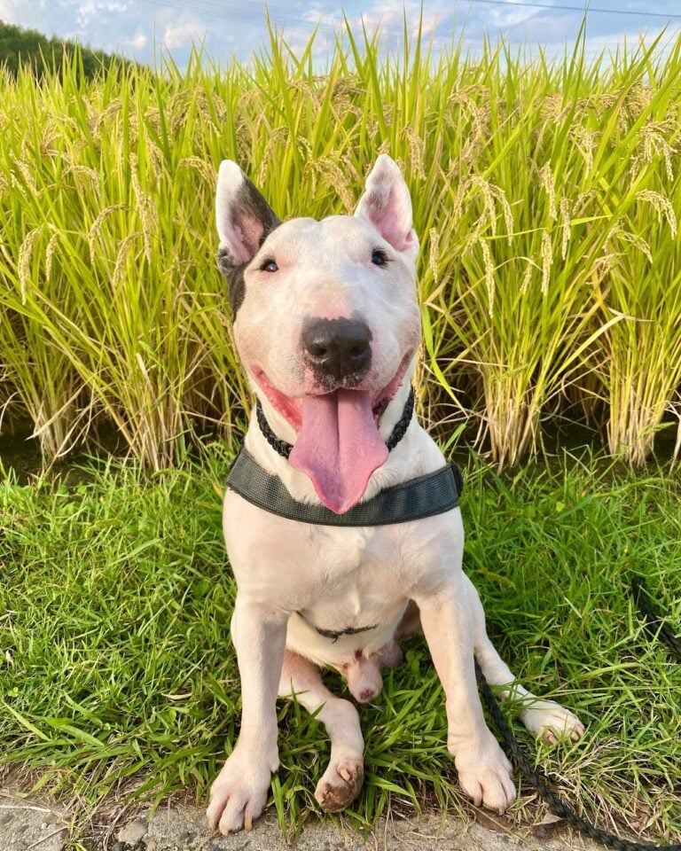 English bull store terrier target dog